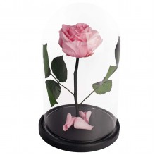 RSGK/2420 Роза в колбе розового цвета
